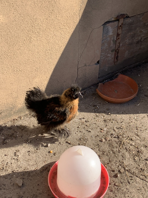 Besuch der Hühner_5